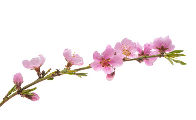 Fototapeta na wymiar sakura branch isolated