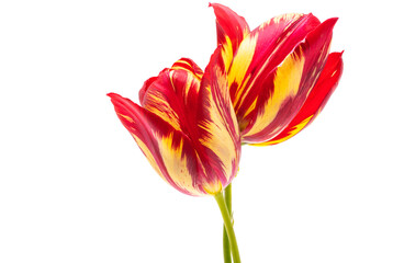 tulip flower isolated