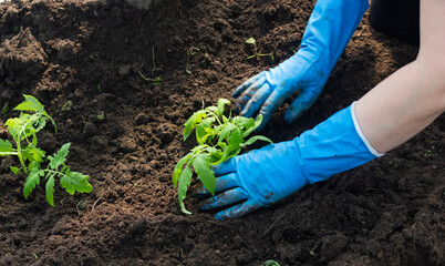 Woman planting a tomato seedling in the garden.Tomato growing in greenhouse