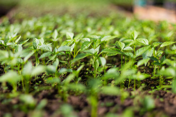 Pepper seedlings are grown in a greenhouse for later planting. Macro. Close-up. Selective focus.