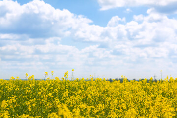 Obraz premium Cultivation of breeding varieties of rapeseed. Yellow rapeseed plants on fertile soils.