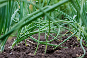 Beds with young onions, rows of green onions, green onions in the ground. Organic food. Macro