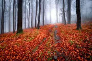 Forest road in the beech autumn forest