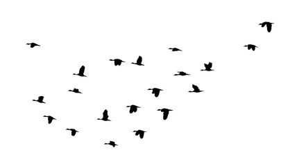 black silhouette flock of birds backlit  Isolate on transparent background PNG file