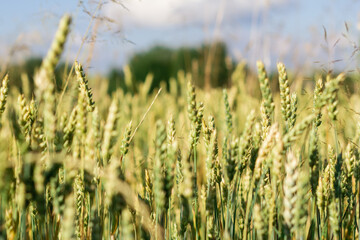 Wheat field image. View on fresh ears of young green wheat and on nature in spring summer field