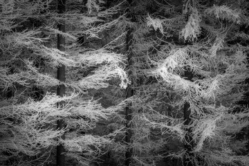Spruce trees in winter