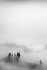 Fototapeta na wymiar Trees in a foggy autumn landscape