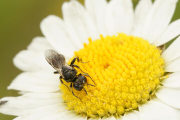 Closeup on a small dark digger Aphid killing wasp, Lindenius albilabris , on a white and yellow daisy flower