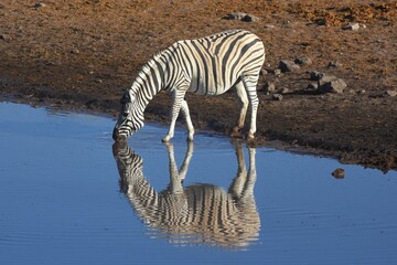 Fototapeta na wymiar Ein Steppenzebra (Equus quagga) spiegelt sich beim trinken im Wasser vom Wasserloch Chudop im Etoscha Nationalpark in Namibia. 