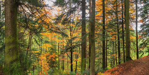 Autumn landscape - view of autumn forest in mountainous area in early morning, Carpathians, Ukraine