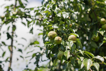 Pear fruit on the tree in the fruit garden