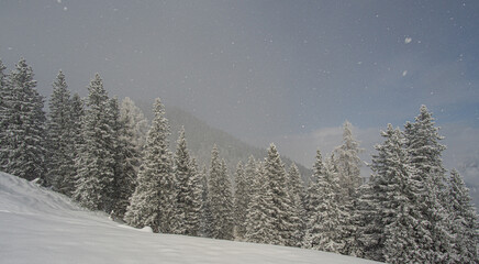 Fototapeta na wymiar Bäume in den Alpen bei Schneefall mit deutlich sichtbaren großen Schneeflocken.