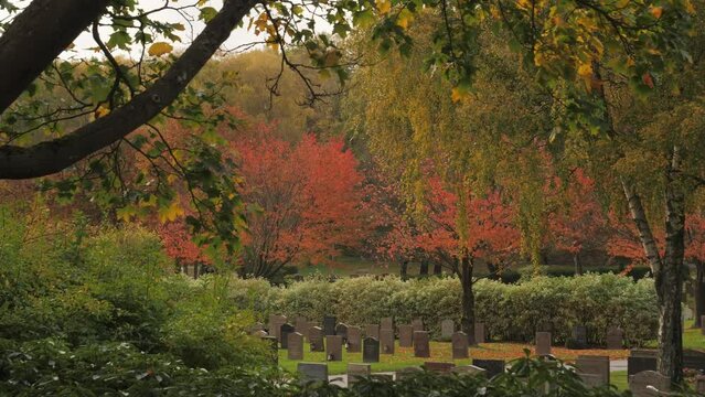 Red Foliage at Nordic Cemetery at Fall, Pan Shot
