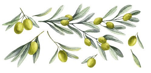 Olive Branches set. Watercolor hand drawn illustration with green plants and fruits on isolated background. Drawing for food oil production or invitations. Botanical sketch of Greece ingredient © Alisles