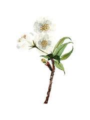 a sprig of a blooming apple tree, painted in watercolor