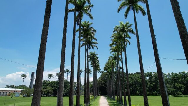 Aerial view of the Burle Marx park - Parque da Cidade, in S&atilde;o Jos&eacute; dos Campos, Brazil. Tall and beautiful palm trees.