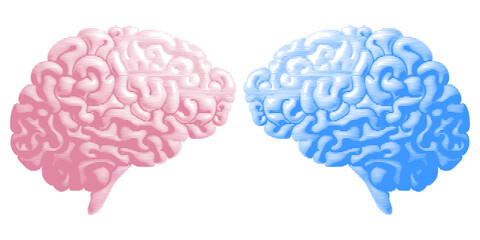 Brain drawing with lines texture. Pink and blue colors. Vector illustration