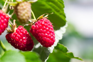 Ripe raspberries on a branch in the garden on a blurred green background