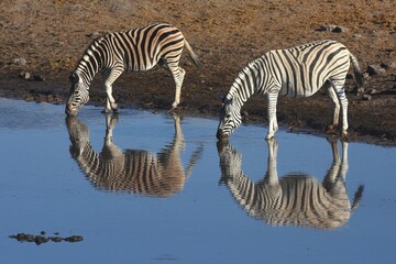 Fototapeta na wymiar Zwei Steppenzebras (equus quagga) spiegeln sich im Wasser vom Wasserloch Chodop beim trinken im Etoscha Nationalpark in Namibia. 
