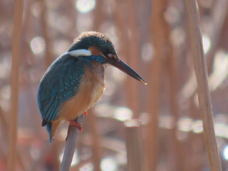 kingfisher on branch