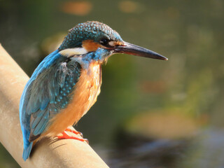 kingfisher on branch