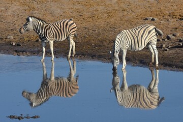 Fototapeta na wymiar Zwei Steppenzebras (equus quagga) spiegeln sich im Wasser vom Wasserloch Chodop beim trinken im Etoscha Nationalpark in Namibia. 