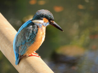 kingfisher on branch