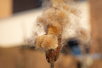 Typha angustifolia flower or cattail waterplant is losing his seed in the wind