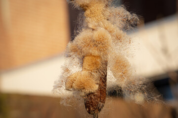 Typha angustifolia flower or cattail waterplant is losing his seed in the wind