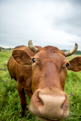 A brown cow eats grass in a meadow in spring.