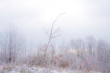 Arbre en hiver
