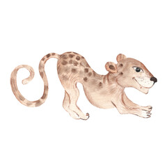 Baby jaguar isolated on white background. Watercolor hand drawn illustration.