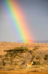 Antelope at the end of a rainbow