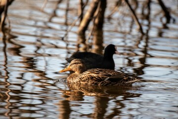 mallard duck and Eurasian coot swimming on a lake