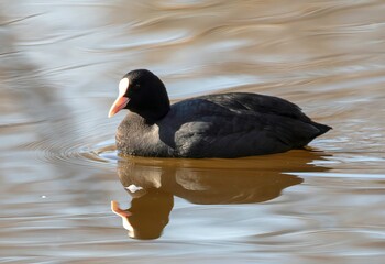close up of a Eurasian coot swimming in a lake