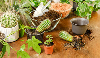 Cactus planting and gardening concept. Indoor home garden with green plants and cacti in flowerpots...