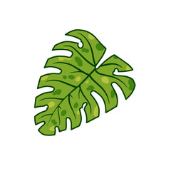 Monstera leaf. Green houseplant, tropical plant for green print. Flat cartoon illustration isolated on white