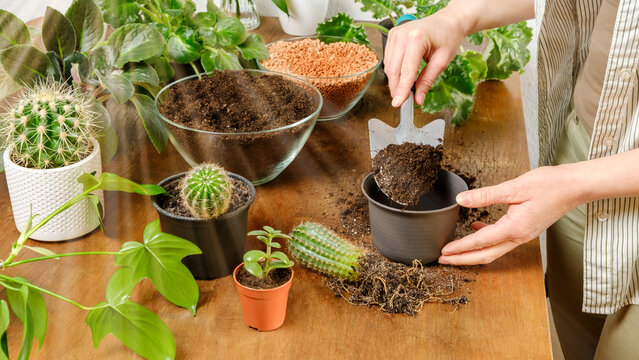 Woman gardener puta soil in pot to plant cactus with roots on wooden table. Indoor planting and gardening concept. DIY home garden with flowers, plants and succulents