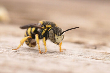 Closeup on a smallwhite faced yellow male rotund resin bee, Anthidiellum strigatum , sitting on wood
