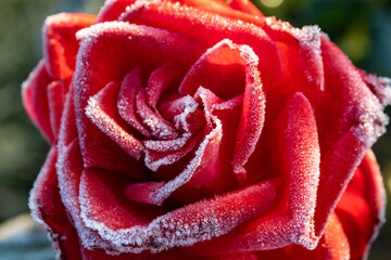 Elegant and unique, this close-up of a red rose with ice crystals on the petals is perfect for Valentine's Day promotions. Selective focus