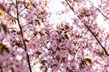 Blooming Purple Red Sakura Tree Garden in Spring. Blurry Background.