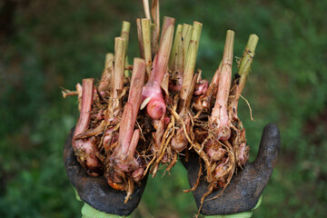 The farmer's hand holds the galangal that has just been dug and harvested              