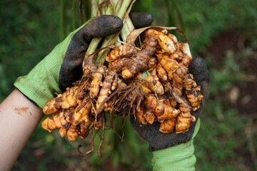 The farmer's hand holds the turmeric that has just been dug and harvested                          ...