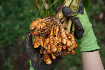 The farmer's hand holds the turmeric that has just been dug and harvested                                                                                    