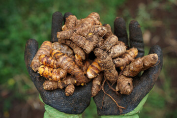The farmer's hand holds the turmeric that has just been dug and harvested                                          