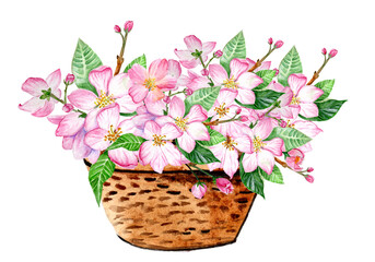 Apple Blossom Basket. Watercolor Illustration. Ideal for Wedding Projects