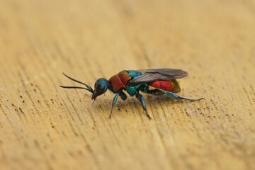 Closeup on a colorful blue and red parasitic Jewel wasp, Hedychrum nobile sitting on wood