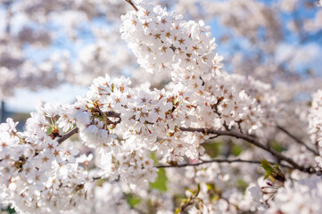 Sakura Tree and Bright Clear Blue Sky. Sunlight in background
