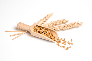 Wheat grain in wooden scoop and bundle of wheat spikes isolated on white. Concept of food supply,...
