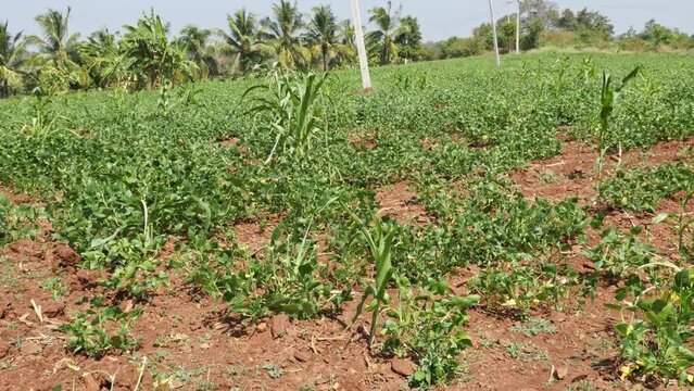 Wide view of farm fields with fresh cow peas or leguminous plants